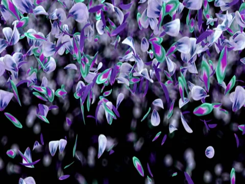 Falling Violet Blue Green Flower Petals Flying Transition Alpha matte Loop 4k Stock Footage 71895010
