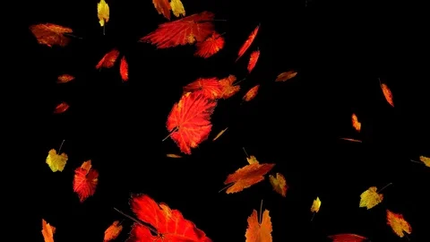 Falling vitis vinifera (wine) leaves. Side view. Alpha channel, slow motion Stock Footage 77801771