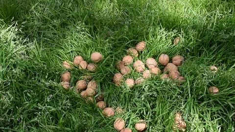 Falling walnuts on green grass Stock Footage 275070185