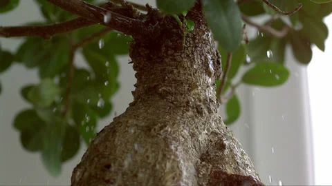 Falling water on bonsai tree Stock Footage 256951844