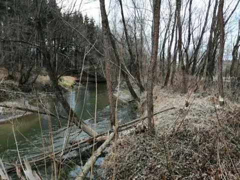 Falling in water=the cutted TREES from BEAVERS (Serie # 17/39) Stock Photos