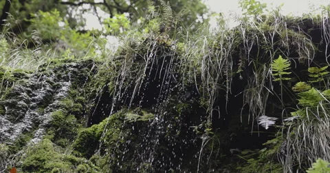 Falling water droplets, forest, 4K slomo Stock Footage 249751466