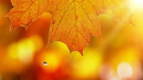 Falling water drops from autumn maple leaves Stock Footage 162781571