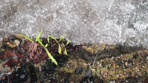 Falling water drops from eaves at springtime Video stock 236545185