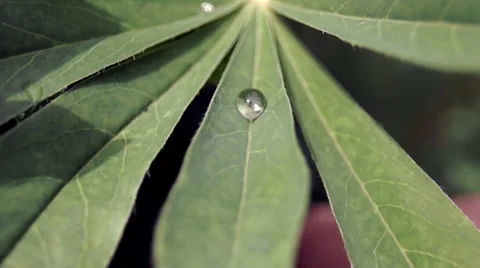 Falling water drops Video stock 39307019
