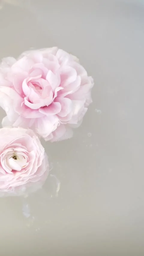 Falling water drops over ranunculus flowers creating spa floral composition for Stock-Footage 335042673