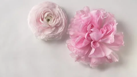 Falling water drops over ranunculus flowers creating spa floral composition for Stock Footage 335806141