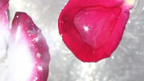 Falling water drops on red rose petals closeup Stock Footage 317125412