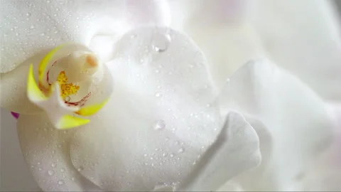 Falling water drops on white orchid flower Stock Footage 256944116