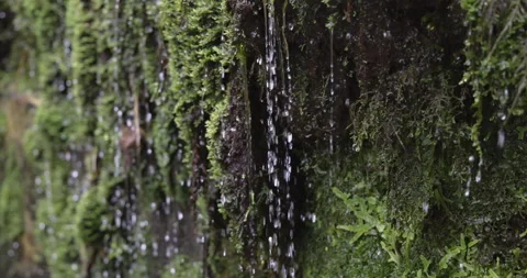 Falling water on plants, 4K slomo Stock Footage 249743695