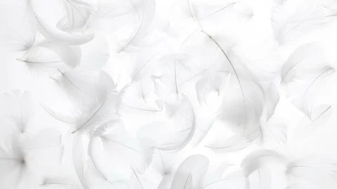 Falling White Feathers Vídeo Stock 331919000