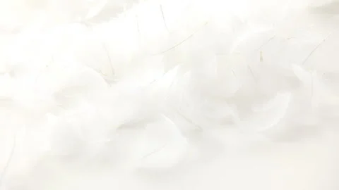 Falling White Feathers Vídeo Stock 331920091