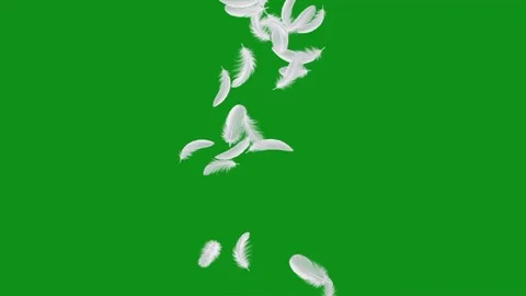 Falling white feathers motion graphics with green screen background Vídeo Stock 344126072