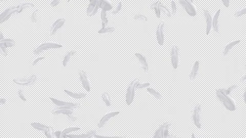 Falling white feathers with true transparent background Vídeo Stock 343640930