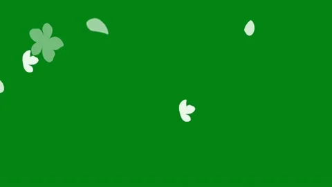 Falling white flower petals with green screen background Stock Footage 133023635