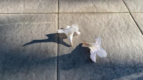 Falling white flowers Stock Footage 293327348