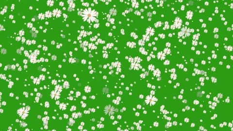 Falling white flowers on green background, white flowers falling Stock Footage 274385733