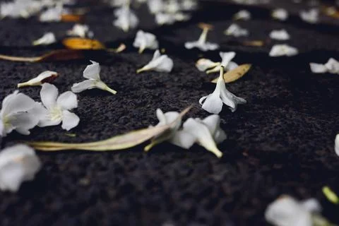 Falling white flowers Stock Photos