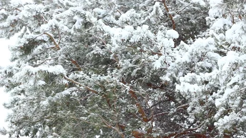 Falling white fluffy snow on the background of pine snow-covered trees. Video stock 147369254