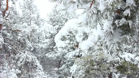 Falling white fluffy snow on the background of pine snow-covered trees. Stock Footage 148189740