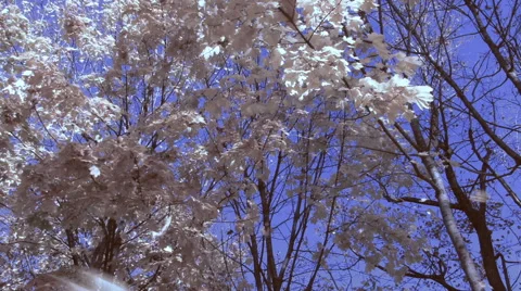 Falling White Leaves HD Stock Footage 41234866