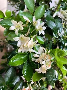 Falling White Murraya Paniculata Petals with Natural Water Drops Stock Photos