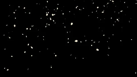 Falling white petals isolated with an alpha channel Stock Footage 255659596