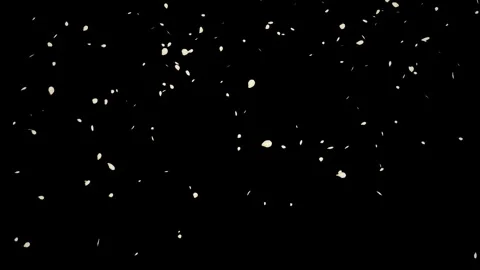 Falling white petals loop isolated with an alpha channel Stock Footage 255659769
