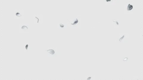 Falling White Rose Petals Stock Footage 331313576