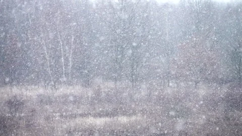 Falling white snowflakes in slow motion, trees in background. Calm scene. 스톡 동영상 254069911