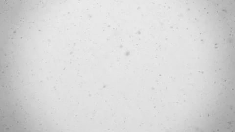 Falling white snowflakes in slow motion. Calm scene. Stock Footage 254069963