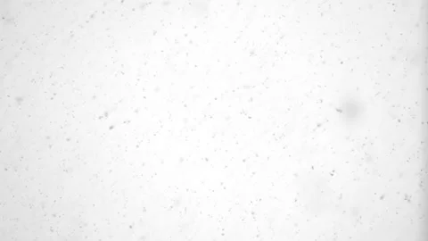 Falling white snowflakes in slow motion. Loop. Stock Footage 258595207