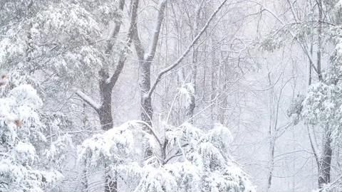 Falling winter snow in rural backyard garden forest in Virginia Stock Footage 203923142