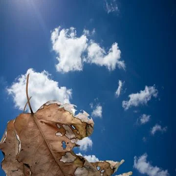 Falling yellow autumn leaf Stock Illustration