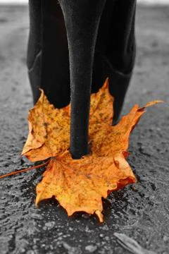 Falling yellow autumn maple leaf pierced by long heel of  shoes on wet asphalt Stock Photos