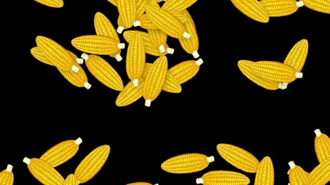 Falling Yellow Corn Cobs Animation on Solid Black Background Stock Footage 339529038