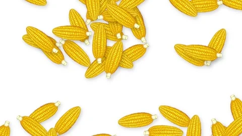Falling Yellow Corn Cobs Animation on White Background Stock Footage 339755366