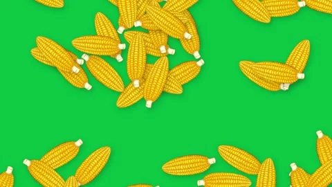 Falling Yellow Corn Cobs Animation on Solid Green Background Stock Footage 340968474