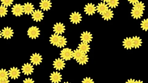 Falling Yellow Daisy Flower Heads Animation on Black Background Stock Footage 344518535