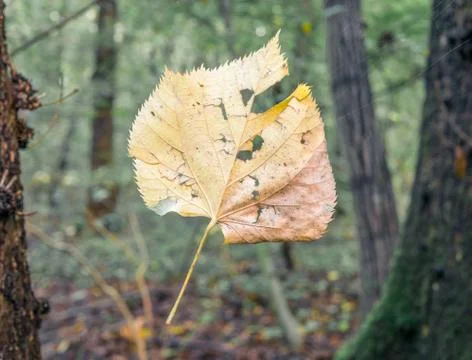 Falling yellow leaf caught in a spider's web in the woods. Stock-Fotos