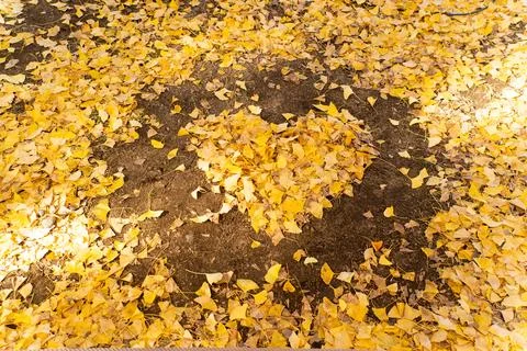 Falling yellow leaf in heart shape on soil background Stock Photos
