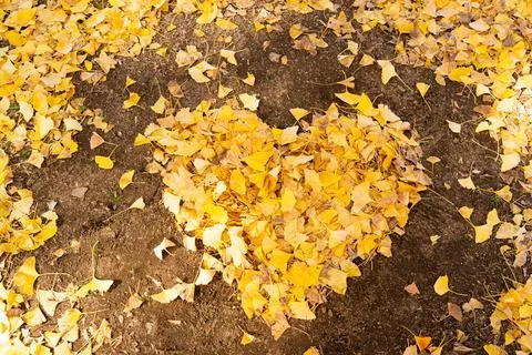 Falling yellow leaf in heart shape on soil background Stock Photos