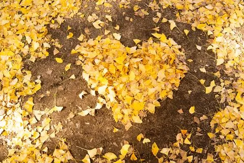 Falling yellow leaf in heart shape on soil background Stock Photos