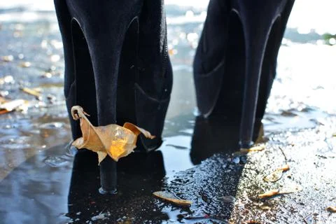Falling yellow leaf pierced by the long heel in puddle of water on wet asphalt Stock Photos
