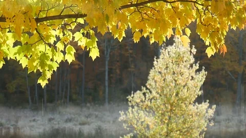 Falling Yellow Leaves of Autumn 스톡 동영상 71666856