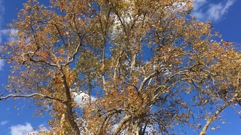 Falling Yellow Leaves on Blue Sky. Video stock 88023294