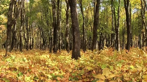 Falling yellow leaves in the city park. Stock Footage 141133101