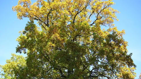 Falling Yellow Leaves of the Old Oak Tree Against the Background of the Blue Stock Footage 218808602