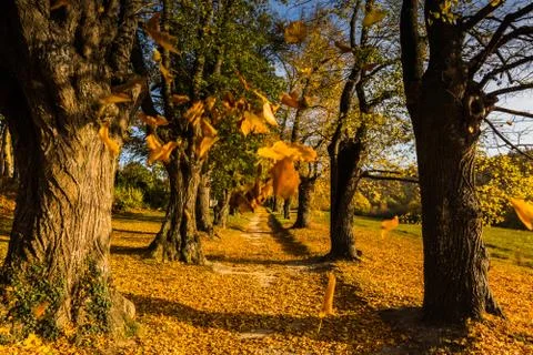 Falling yellow leaves while hiking in autumn Foto stock