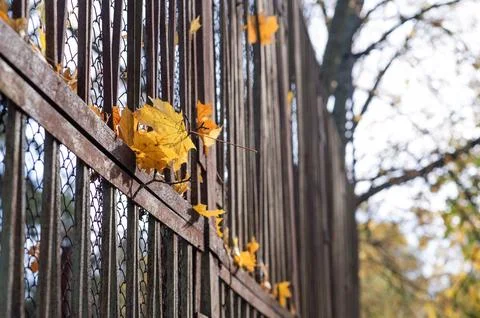 The falling yellow maple leaves are stuck in the fence. fall concept Stock Photos